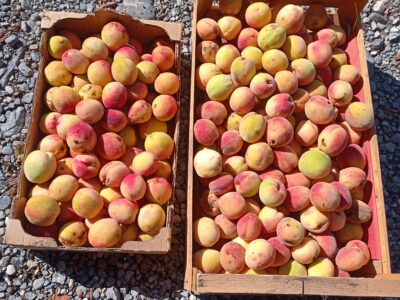 Miel et excès de fruits et légumes