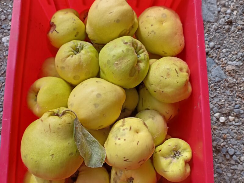 Miel et excès de fruits et légumes